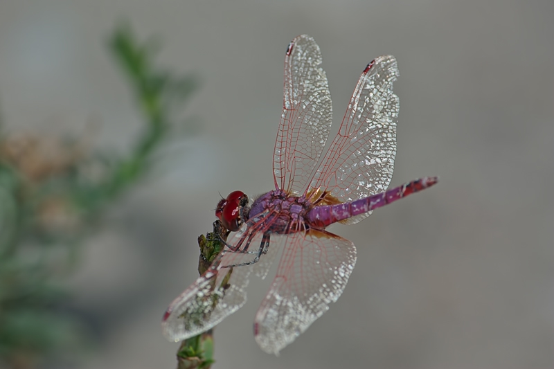 What''s wrong with this dragonfly ?